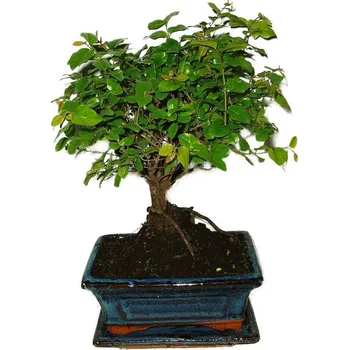 Sazenice Pokojová bonsai - Sagerethia thea 477