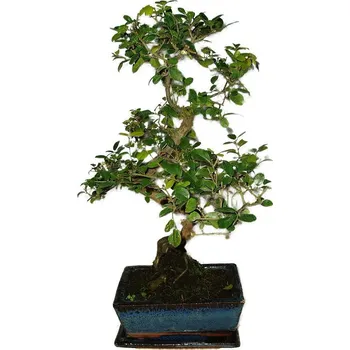 Sazenice Pokojová bonsai - Sagerethia thea 395