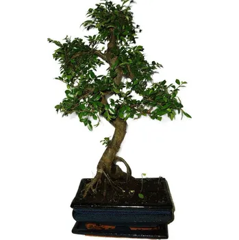 Sazenice Zelkova 482 - pokojové bonsaje
