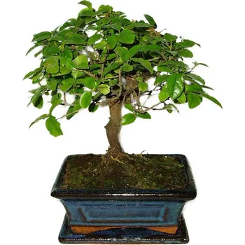 Sazenice Zelkova 503 - pokojové bonsaje