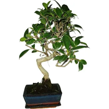 Sazenice Ficus retusa - fíkovník - bonsai 495