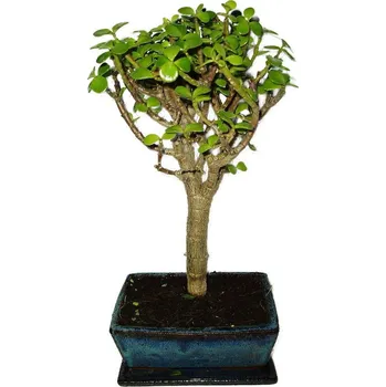 Sazenice Tlustice - Portulacaria Afra 450