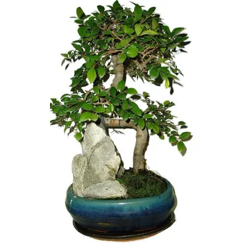 Sazenice Zelkova 509 - pokojové bonsaje