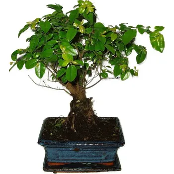 Sazenice Pokojová bonsai - Sagerethia thea 478