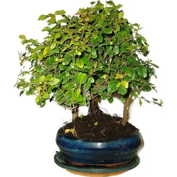 Sazenice Pokojová bonsai - Sagerethia thea stromořadí 539