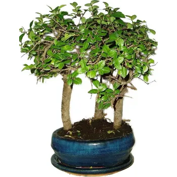 Sazenice Zelkova 462 - stromořadí - pokojová bonsaj