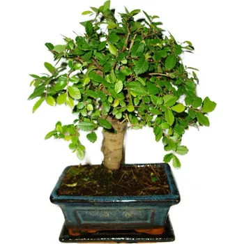 Sazenice Zelkova 415 - pokojové bonsaje