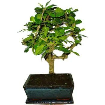 Sazenice Pokojová bonsaj Carmona microphylla - čaj fuki 436