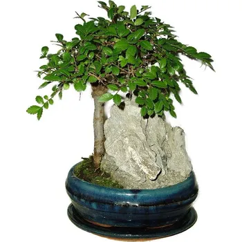 Sazenice Zelkova 429 - pokojové bonsaje