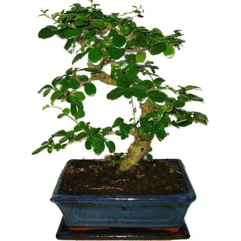 Sazenice Pokojová bonsaj Carmona microphylla - čaj fuki 421