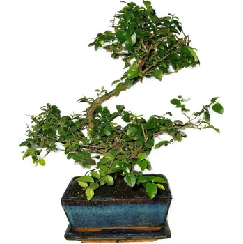 Sazenice Pokojová bonsai - Sagerethia thea 394