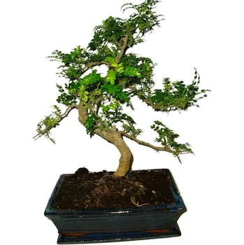 Sazenice Caragona spinosa - čínský pepř 457 - bonsai