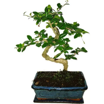 Sazenice Pokojová bonsaj Carmona microphylla - čaj fuki 380