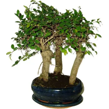 Sazenice Zelkova 460 - stromořadí - pokojová bonsaj