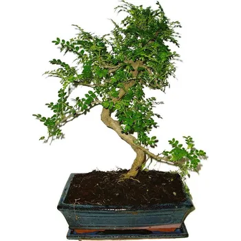 Sazenice Caragona spinosa - čínský pepř 456 - bonsai