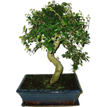 Sazenice Zelkova 487 - pokojové bonsaje