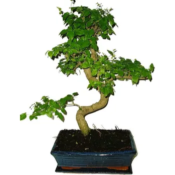 Sazenice Ligustrum chinensis ptačí zob 533