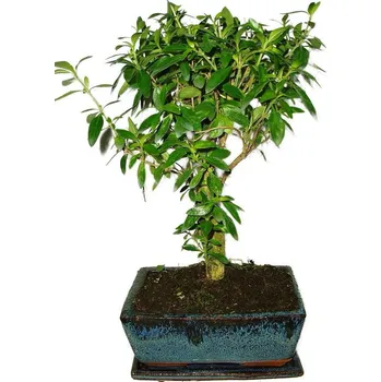 Sazenice Serissa foetida - strom tísíce hvězd 474