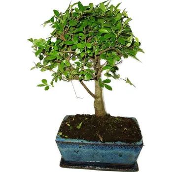Sazenice Zelkova 413 - pokojové bonsaje