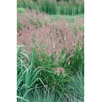 Semeno Lukon Glads Pennisetum orientale KARLEY ROSE - dochan, vousatec
