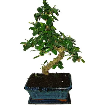 Sazenice Pokojová bonsaj Carmona microphylla - čaj fuki 376