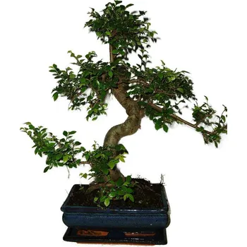 Sazenice Zelkova 480 - pokojové bonsaje