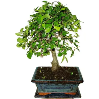 Sazenice Zelkova 410 - pokojové bonsaje