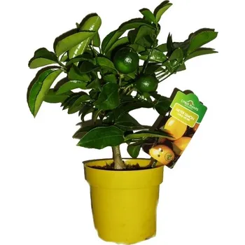 Sazenice Citroník roubovaný - Limon - plodí většinu roku