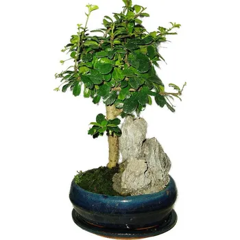 Sazenice Pokojová bonsaj Carmona microphylla - čaj fuki 405