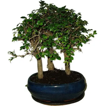 Sazenice Zelkova 515 - stromořadí - pokojová bonsaj
