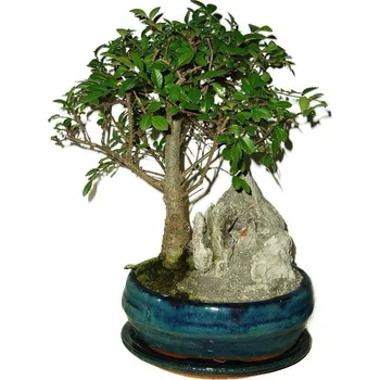 Sazenice Zelkova 428 - pokojové bonsaje