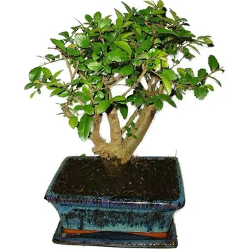 Sazenice Zelkova 419 - pokojové bonsaje