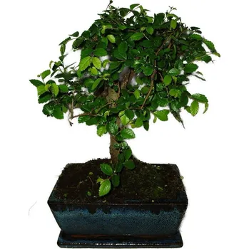 Sazenice Zelkova 414 - pokojové bonsaje