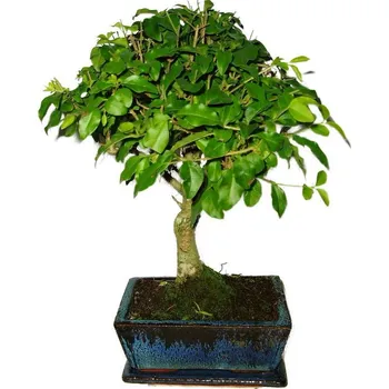 Sazenice Ligustrum chinensis ptačí zob 473