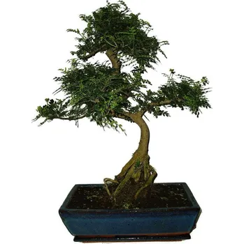 Sazenice Caragona spinosa - čínský pepř 546 - bonsai