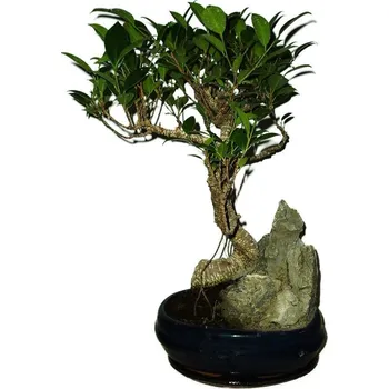 Sazenice Ficus retusa - fíkovník - bonsai 517