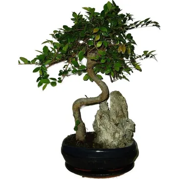 Sazenice Zelkova 508 - pokojové bonsaje