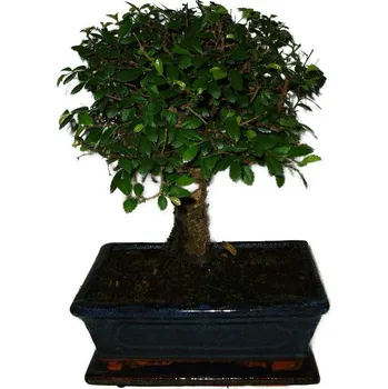 Sazenice Zelkova 390 - pokojové bonsaje
