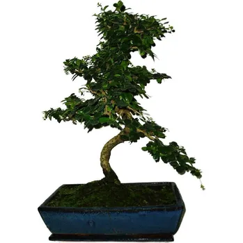 Sazenice Pokojová bonsaj Carmona microphylla - čaj fuki 499