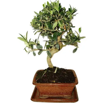 Sazenice Olivovník - olea europaea 568