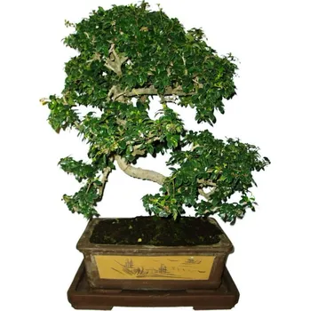 Sazenice Pokojová bonsaj Carmona microphylla - čaj fuki 551