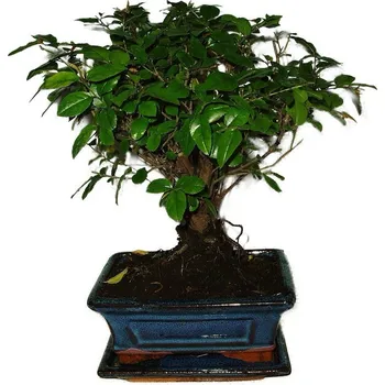 Sazenice Pokojová bonsai - Sagerethia thea 500