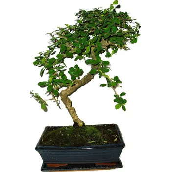 Sazenice Pokojová bonsaj Carmona microphylla - čaj fuki 485