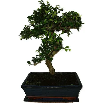 Sazenice Zelkova 524 - pokojové bonsaje