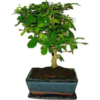 Sazenice Pokojová bonsaj Carmona microphylla - čaj fuki 434