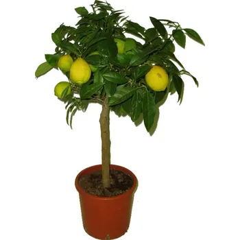 Sazenice Citronovník Limone Rosso Rangpur RARITA