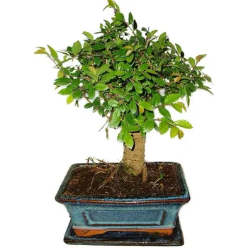 Sazenice Zelkova 417 - pokojové bonsaje