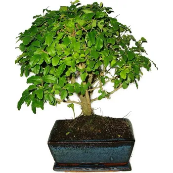 Sazenice Ligustrum chinensis ptačí zob 449