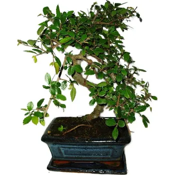 Sazenice Zelkova 363 - pokojové bonsaje
