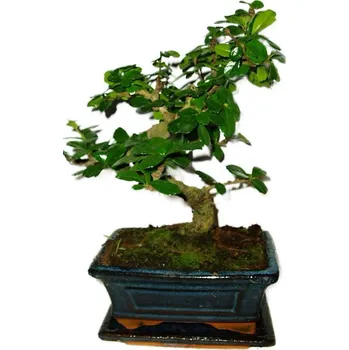 Sazenice Pokojová bonsaj Carmona microphylla - čaj fuki 396